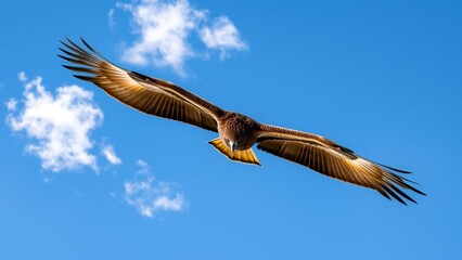 Fototapeta premium Majestic Eagle in Flight
