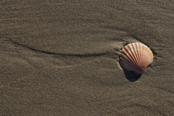 Shell on the sand beach near the sea background Ireland
