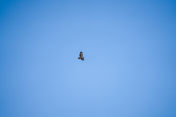 a buzzard (Buteo buteo) in flight, clear blue sky