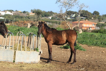 Naklejka premium horse and foal in farm
