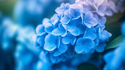 Professional Blue Hydrangea Blossoms in Nature Background
