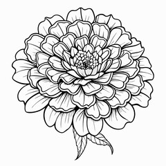 Marigold Flower line art