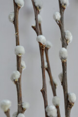 several branches of pussy willows soft white catkins minimalist texture fuzzy buds natural beauty plant spring renewal background softness fragility cultural Easter Chinese New Year Slavic traditions 