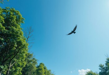 Soaring Hawk Flight Lush Green Forest - Majestic Wildlife Conservation Concept Nature Campaigns Bright Blue Sky