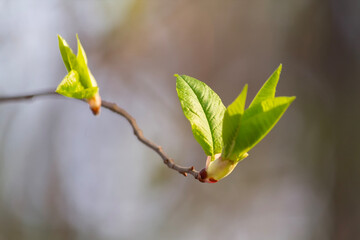 New leaves on a tree branch spring