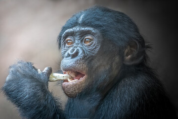 Close-up of a Single Bonobo Eating Banana in Natural Jungle Setting with a Focus on Texture and Detail