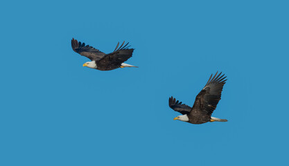 Bald Eagles in Flight