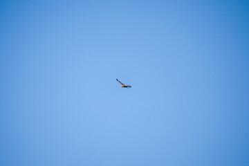a buzzard (Buteo buteo) in flight, clear blue sky