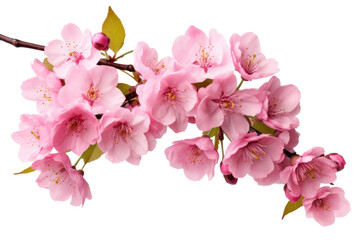 pink cherry blossom isolated