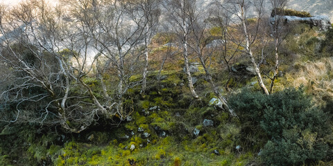 Winding through the Carrauntoohil walkway, the terrain is filled with ancient trees and rich green moss. The lush surroundings highlight the beauty of Ireland's natural habitat.