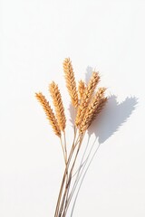Fototapeta premium Neatly Arranged Wheat Heads on White Background for Agricultural and Food Themes