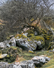 Located in Ireland, the Carrauntoohil walkway features rugged terrain adorned with moss-covered rocks and sparse trees, inviting hikers to explore its natural beauty.