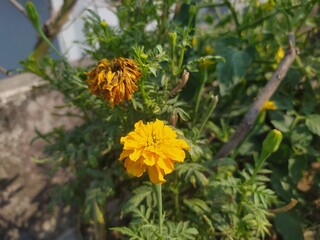 yellow flower in the garden