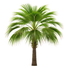 Fototapeta premium palm tree with swaying leaves, perfect for summer breeze setting