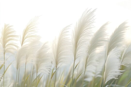 Delicate White Pampas Grass in Soft Sunlight