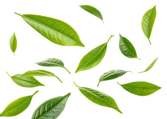 Naklejka premium green mint leaves falling isolated on a white background