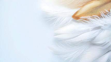Obraz premium Soft White and Gold Feathers on a Light Blue Background With Dreamy Texture and Lighting