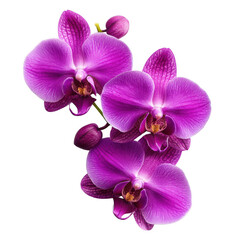 Obraz premium A vibrant cluster of purple orchids showcasing delicate petals and rich textures.