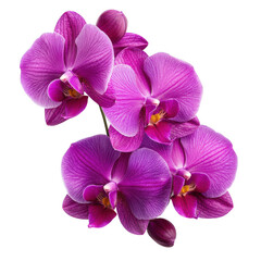 Obraz premium A vibrant cluster of purple orchids showcasing intricate petals and delicate structures.
