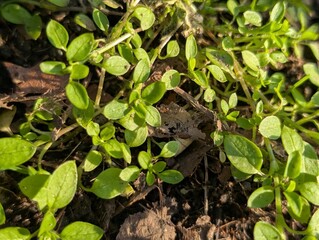 Leaves of Common Chickweed (Stellaria media)