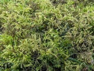 Common Feather-moss (Kindbergia praelonga)