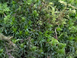 Swan's Neck Thyme-moss (Mnium hornum)