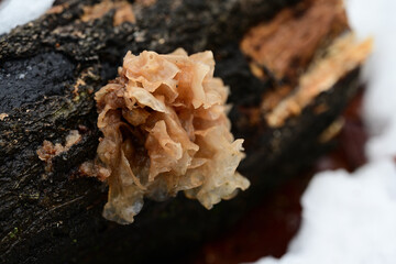 雨降り後のハナビラニカワタケ