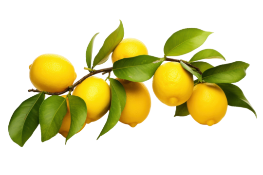 lemon tree with leaves isolated