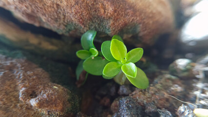 Soil with fertilizer and egg shells