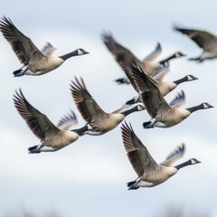 Obraz premium Geese flying in formation across the sky in a natural outdoor environment