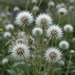 Obraz premium Everlasting Summer Snow seed heads