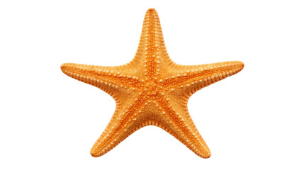 tropical starfish with sandy textures, showcasing oceanic beauty