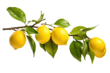 lemon tree branch with leaves