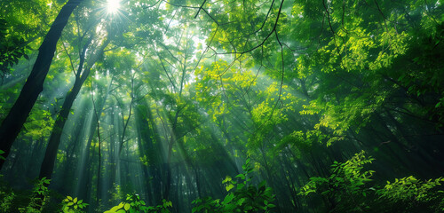 A tranquil forest landscape bathed in sunlight, where rays filter through the leafy green canopy, creating a serene and calming atmosphere.