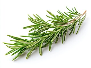 Fototapeta premium Fresh rosemary sprig isolated on a clean white background surface