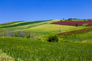 Obraz premium Fioritura di sulla colline Furci Chieti Abruzzo Vastese
