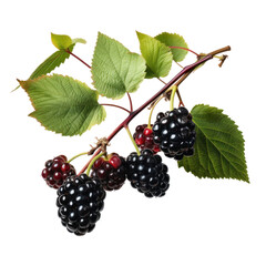 A branch of berries