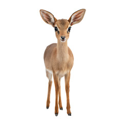 Fototapeta premium Dik Dik AI Generated Image