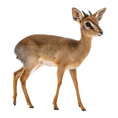 Fototapeta premium Dik Dik AI Generated Image