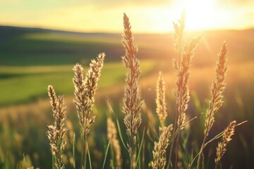 Fototapeta premium Golden Grass at Sunset, Rustic Countryside Scene