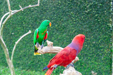 Closeup of the colorful Fischer's lovebird, Agapornis fischeri, parrot bird perched
