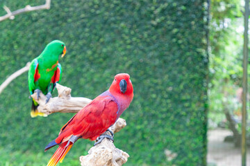 Closeup of the colorful Fischer's lovebird, Agapornis fischeri, parrot bird perched