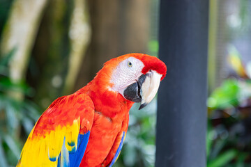 The Scarlet Macaw (Ara macao) is a large, vibrant, and beautiful parrot native to the tropical rainforests of Central and South America
