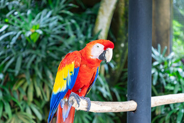 The Scarlet Macaw (Ara macao) is a large, vibrant, and beautiful parrot native to the tropical rainforests of Central and South America