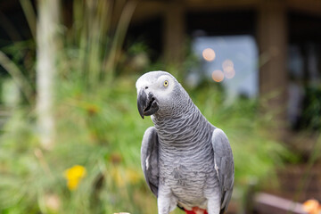 Obraz premium Closeup African grey parrot (Psittacus erithacus) at Bali island