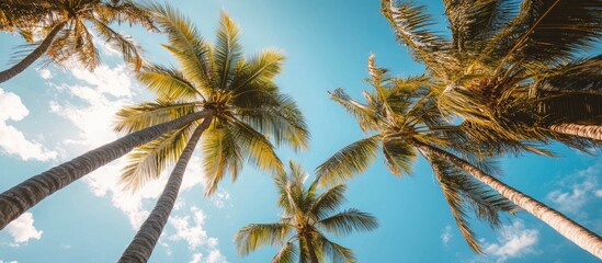 Fototapeta premium Lush Palm Trees Against a Vibrant Sky, Perfect for Tropical Vacations
