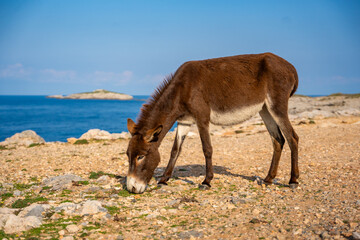 A lone donkey stands at the very edge of the northeasternmost cape of Cyprus in Northern Cyprus. The animal gazes over the vast sea, symbolizing solitude and the untouched wilderness of the region