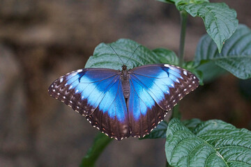 Breathtaking Blue Morpho Butterfly Resting on Lush Green Leaves with its Iridescent Blue Wings Fully Spread