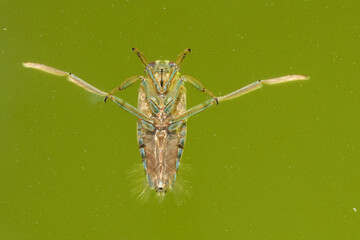 Backswimmer insect floating upside down in water; legs splayed wide in its aquatic environment