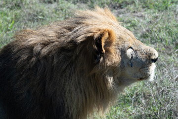 Lion, Africa, Wildlife - Close-up of a majestic lion in the wild, showcasing its powerful presence and captivating gaze.